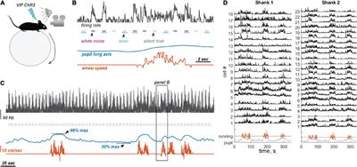 Effects of Locomotion in Auditory Cortex Are Not Mediated by the VIP Network